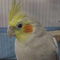 عروس هلندی گمشده