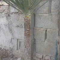 گل وگیاه از نوع یوکا|حراج|گنبد کاووس, |دیوار