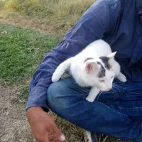 گربه نر اهلی زیبا