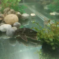 ماهی آکواریومی