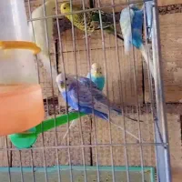 مرغ عشق اسپانگل ورینبو|پرنده|شیراز, حجت آباد|دیوار