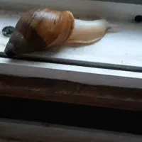 حلزون اقتصادی (اطلاعات داخل آگهی )|خزنده|اراک, |دیوار