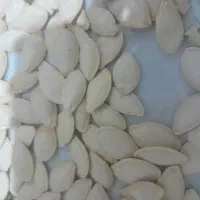 تخمه کدو زبون ماری و خوی