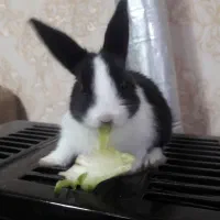 خرگوش ۲ماهه