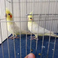 عروس هلندی مولد
