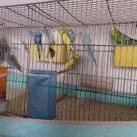 مرغ عشق|پرنده|اردکان, |دیوار