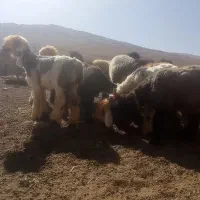 بره ماده میش قوچ بز|حیوانات مزرعه|کوهرنگ, |دیوار