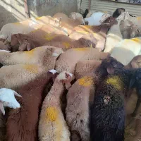 گوسفند زنده .رباط کریم .نسیم‌شهر ..پرندگلستان|حیوانات مزرعه|رباط‌کریم, رباط‌کریم|دیوار