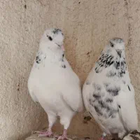 خال سبز ضمانت ساعت چشم قشنگ کشیده اصیل|پرنده|خاش, |دیوار