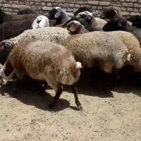 میش جوان|حیوانات مزرعه|قم, نیروگاه|دیوار