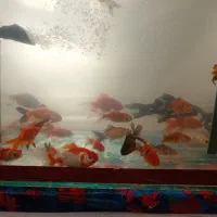 ماهی خشگل کالیکو و عروس