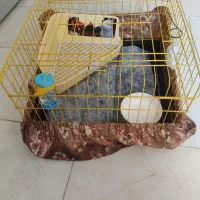 قفس خرگوش
