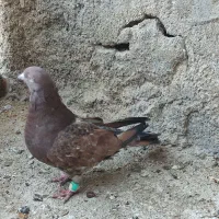 کبوتر کله ای،برنجی