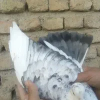 کفتر گرفتنی 6عدد|پرنده|صباشهر, |دیوار