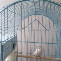 عروس هلندی آلبینو