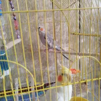 عروس هلندی مولد سخنگو|پرنده|لالجین, |دیوار