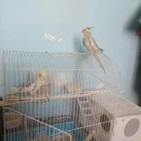 عروس هلندی