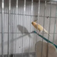 تعدادی قناری ماده|پرنده|ابهر, |دیوار