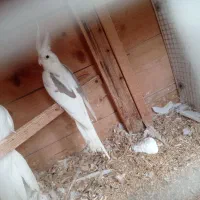 دوکت آلبینو جفت|پرنده|چابهار, |دیوار