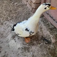 اردک|حیوانات مزرعه|محلات, |دیوار