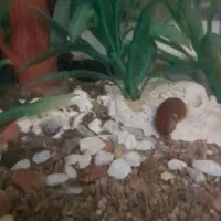 حلزون رامشورن