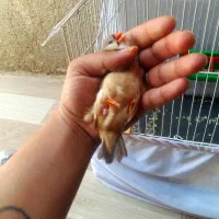 فنچ های درشت نمایشگاهی فوق مولد