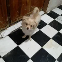 سگ پاکوتا|سگ|کرمانشاه, |دیوار