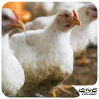 غذای سگ گربه