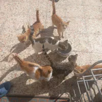 واگذاری چند عدد بجه گربه بومی|گربه|کرمان, |دیوار