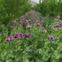 باغ ۶ ساله بیستون