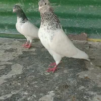 جفت چپراوگلدن
