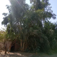 چند عدد اکالاتوس|گل و گیاه طبیعی|اندیکا, |دیوار