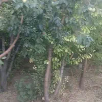 باغچه-ای-زیبا-1200-متر-در-اسفند-اباد