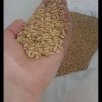 گندم بذری دیم