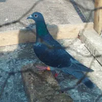 کبوترمسافتی پلاک‌عراق