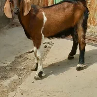 بزغاله نرسالان نژادخوب وگوشتی