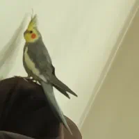 عروس هلندی سخنگو