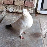 چند عدد کبوت.ر روهم رفته ۲۰۰