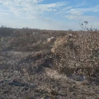 میش|حیوانات مزرعه|رفسنجان, |دیوار