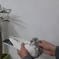 کبوتر درجه۱|پرنده|هشتگرد, گلسار|دیوار