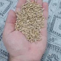 جو محلی تمیز مناسب تخم کاشت و دام