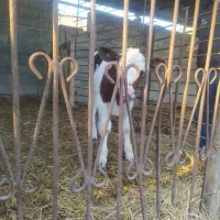 گوساله نر سیمینتال|حیوانات مزرعه|سیمین شهر, |دیوار