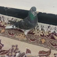 250|پرنده|دورود, |دیوار