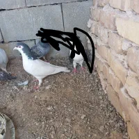 کفتر|پرنده|بیرجند, |دیوار