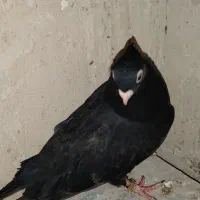 سیاه و سبز درشت|پرنده|شهرضا, |دیوار