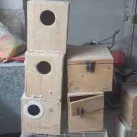 لانه کوتوله گرینچک وطوطی ملنگو