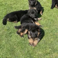 واگذاری توله ژرمن شولاین کینگ سایز ۳ ماهه|سگ|تهران, جوانمردان (اندیشه)|دیوار