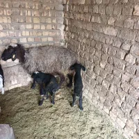 میش و بره