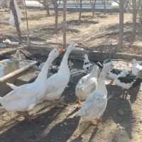 قوغاز و اردک اسراعیلی