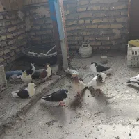 کبوتر *کفتر